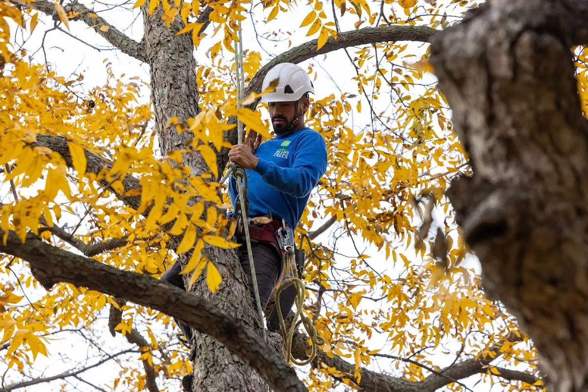 Skilled Tree Trimming crew working in Chetek